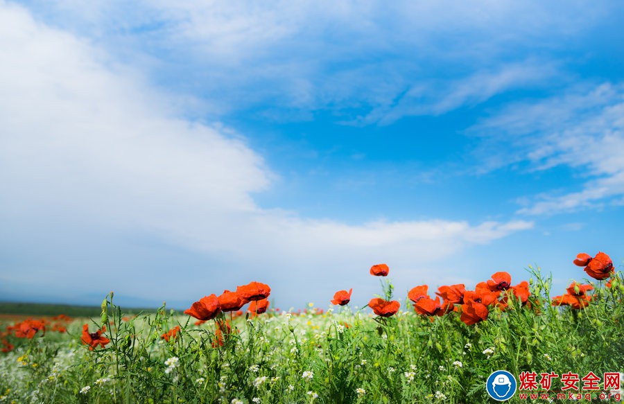  我的少年文學夢 